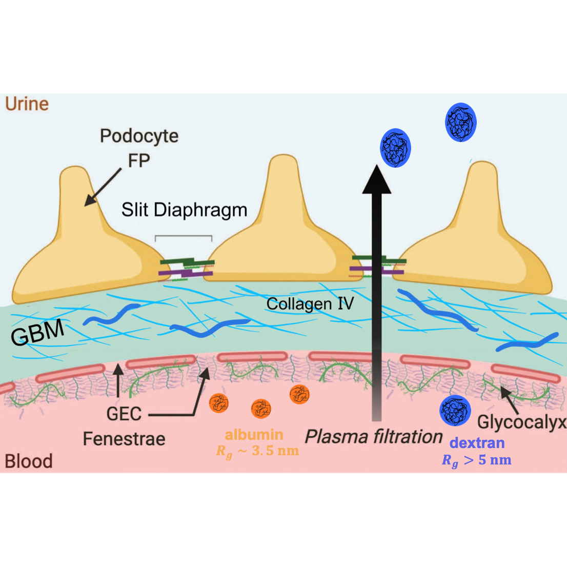 Cross-section of the glomerular filtration barrier: podocyte foot processes, basement membrane, and endothelium, with albumin retained in blood and dextran passing into urine.